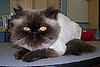 /i/cats/cat_thumb.jpg